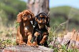 KING CHARLES SPANIEL 120
